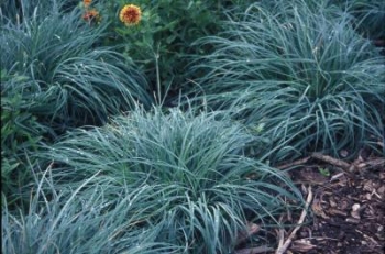 sklep ogrodniczy - Turzyca zimozielona BLUE ZINGER Carex flacca /C2,5