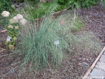 sadzonki - Miłka WIND DANCER Eragrostis elliotii /C2 *26