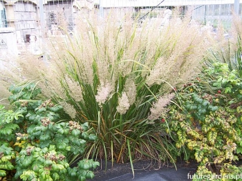 sklep ogrodniczy - Trzcinnik krótkowłosy Calamagrostis brachytricha /C5