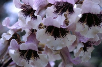 rośliny ogrodowe - Paulownia wielkolistna Paulownia elongata C5/40-60cm