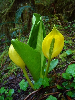 rośliny ogrodowe - Tulejnik kamczacki YELLOW LAKE Lysichiton americanus /C2