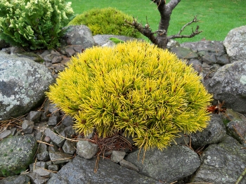 rośliny ogrodowe - Kosodrzewina WINTER GOLD Pinus mugo C3/20-30cm *4