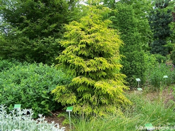rośliny ogrodowe - Świerk kaukaski SKYLANDS Picea orientalis P15/50-80cm *4K