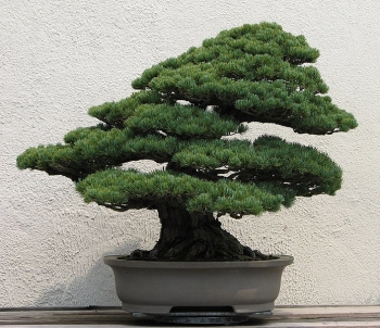 rośliny ozdobne - Sosna drobnokwiatowa Bergmana Pinus parviflora C7,5/40-50cm *K4