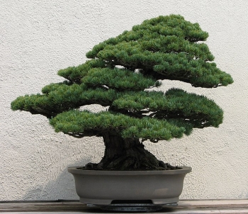 rośliny ogrodowe - Sosna drobnokwiatowa Bergmana Pinus parviflora C7,5/40-50cm *K4