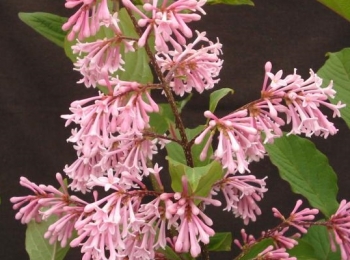 rośliny ozdobne - Syringa swegiflexa (x) Lilak C5/80-100cm