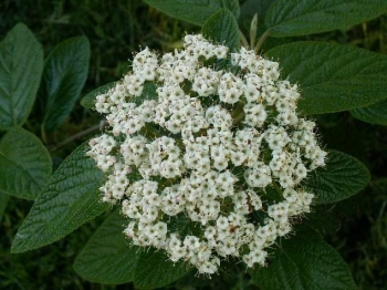 sklep ogrodniczy - Kalina zimozielona praska Viburnum pragense P15/80-100cm