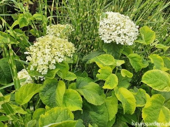 sadzonki - Hortensja krzewiasta GOLDEN ANABELLE Hydrangea arborescens /C5 *3
