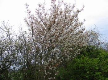 sadzonki - Świdośliwa gładka odm. Ballerina (Amelanchier Laevis Ballerina)