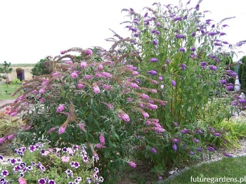 rośliny ogrodowe - Budleja EMPIRE BLUE Buddleja davidii /C5