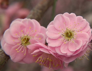 rośliny ozdobne - Morela japońska DAWN Chińska śliwka Prunus mume C5/Pa80-100cm *6