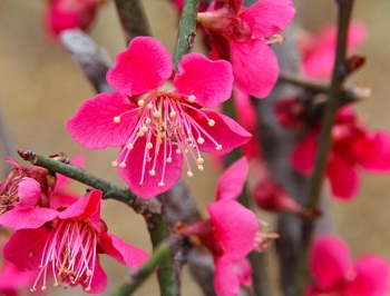 rośliny ogrodowe - Morela japońska BENI-CHI-DORI Chińska śliwka Prunus mume C3/60-80cm