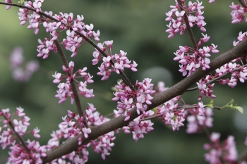 sadzonki - Judaszowiec olbrzymi Cercis gigantea C2(C5)/1-1,2m *TL