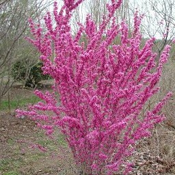 rośliny ogrodowe - Judaszowiec karłowy LITTLE WOODY Cercis canadensis C4/60cm *K8