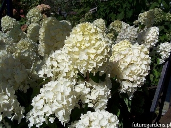 sklep ogrodniczy - Hortensja karłowa LIVING SUMMER SNOW 'LCNO5' Hydrangea paniculata /C5