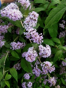 sadzonki - Budleja delavaja Buddleja delavayi C2/30cm
