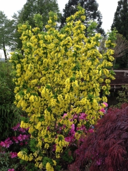 sklep ogrodniczy - Złotokap kolumnowy SUNSPIRE Laburnum anagyroides C2/40-60cm *11