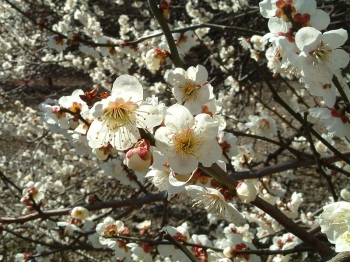 sadzonki - Morela japońska OMOI-NO-MAMA Chińska śliwka Prunus mume C5/80-120cm *74T