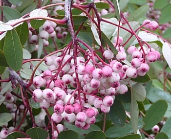 rośliny ogrodowe - Jarząb hupehejski NOVEMBER PINK Sorbus hupehensis C3/100cm