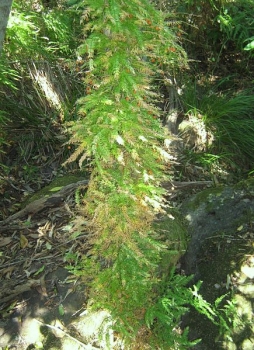 sadzonki - Szparag pnący (okółkowy) ang.Climbing asparagus Asparagus verticillatus /C2