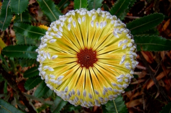 rośliny ogrodowe - Banksia intergrifolia C3/120cm