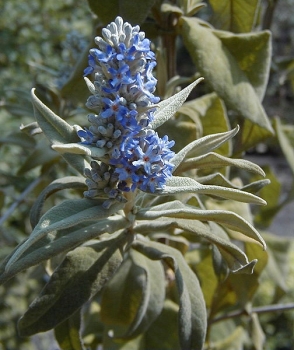 sklep ogrodniczy - Budleja szałwiolistna Buddleja salviifolia /C3