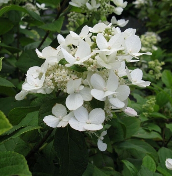 sadzonki - Hortensja bukietowa Dart's Little Dot Darlido (Hydrangea paniculata Dart's Little Dot Darl