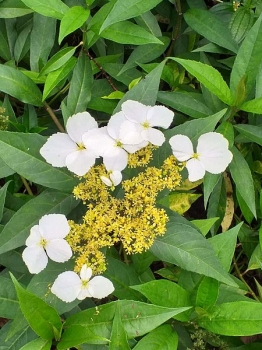 rośliny ozdobne - Hortensja chińska GOLDEN CRANE® Hydrangea chinensis f. angustipetala /C3