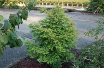 sklep ogrodniczy - Metasekwoja karłowa HAMLET'S BROOM Metasequoia glyptostroboides C7,5/70cm