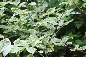 sadzonki - Oriksa japońska VARIEGATA Orixa japonica C5/60-80cm
