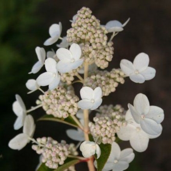 rośliny ogrodowe - Hortensja bukietowa Prim'White Dolprim (Hydrangea paniculata Prim'White Dolprim)