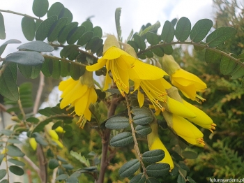 rośliny ozdobne - ﻿Sophora microphylla SUN KING® 'Hilsop' C3/60-80cm *T61