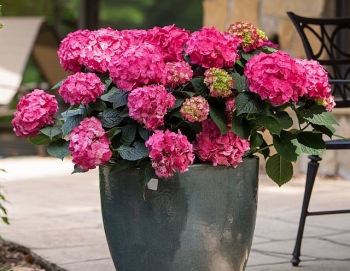 rośliny ogrodowe - Hortensja ogrodowa SUMMER LOVE® Endless Summer Hydrangea macrophylla /C5 *K12