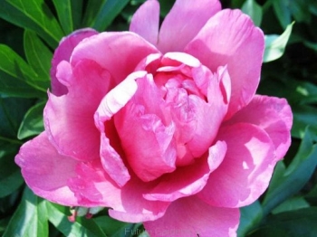 sadzonki - Piwonia ITOH PINK DOUBLE DANDY 'Keiko' Paeonia /C4-C5 *6-O