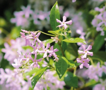 sadzonki - Trachelospermum jasminoides PINK SHOWERS® Jaśmin C2/30-40cm *9