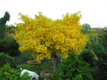 sklep ogrodniczy - Miłorząb karłowy MARIKEN na PNIU Ginkgo biloba M. japoński C3/Pa60(80)cm *T68