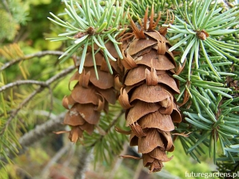 rośliny ozdobne - Daglezja płacząca GRACEFUL GRACE Pseudotsuga menziesii C5/40-50cm *70T