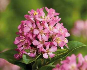 sadzonki - Escallonia DART'S ROSY RED Eskalonia C5/50cm *57T