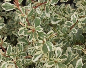 sklep ogrodniczy - Ognik pstry MOHAVE SILVER Pyracantha coccinea P15/50cm