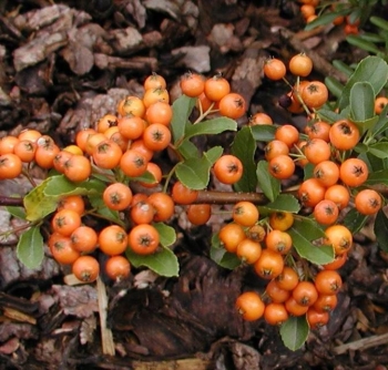 sadzonki - Ognik szkarłatny ORANGE CHARMER Pyracantha coccinea P15/100-120cm