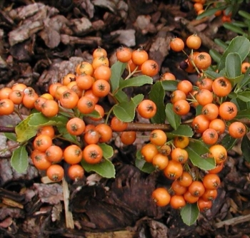 sklep ogrodniczy - Ognik szkarłatny ORANGE CHARMER Pyracantha coccinea P15/100-120cm