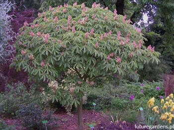 rośliny ozdobne - Kasztanowiec krwisty ROSEA NANA Aesculus pavia C5/Pa140(160)cm *6