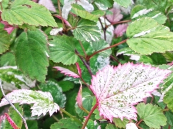 sadzonki - Jeżyna trójbarwna VARIEGATUS Rubus microphyllus /C3