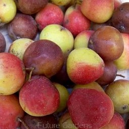 rośliny ogrodowe - Jarzębogrusza uszkowata Sorbopyrus auricularis C5/60-80cm