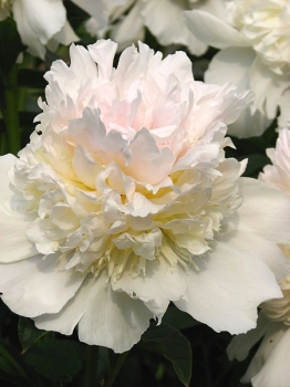 sadzonki - Piwonia TOP BRASS Peonia lactiflora /C3 *K16