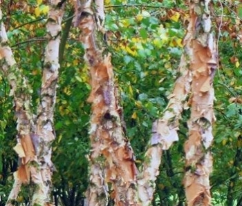 rośliny ogrodowe - Brzoza czarna WAKEHURST Betula nigra C3/100cm