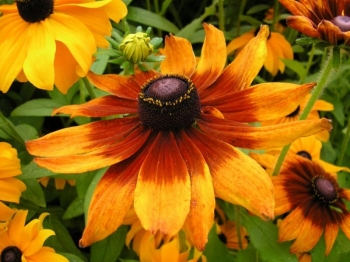 rośliny ogrodowe - Rudbekia dwukolorowa (Rudbeckia bicolor) /C2