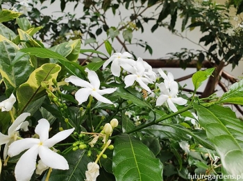 sadzonki - Jaśmin gwiazdkowy Trachelospermum jasminoides C2/20-30cm *K11