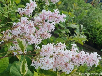 rośliny ozdobne - Lilak Wolfa 'Jacobsen's Pink Delight' Syringa wolfii C5/40-60cm *K8