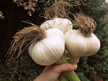 rośliny ozdobne - Czosnek słoniowy Elephant garlic Allium ampeloprasum - w doniczce C2